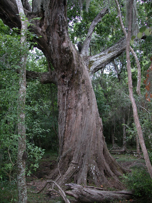 Bailey's Oak-recent